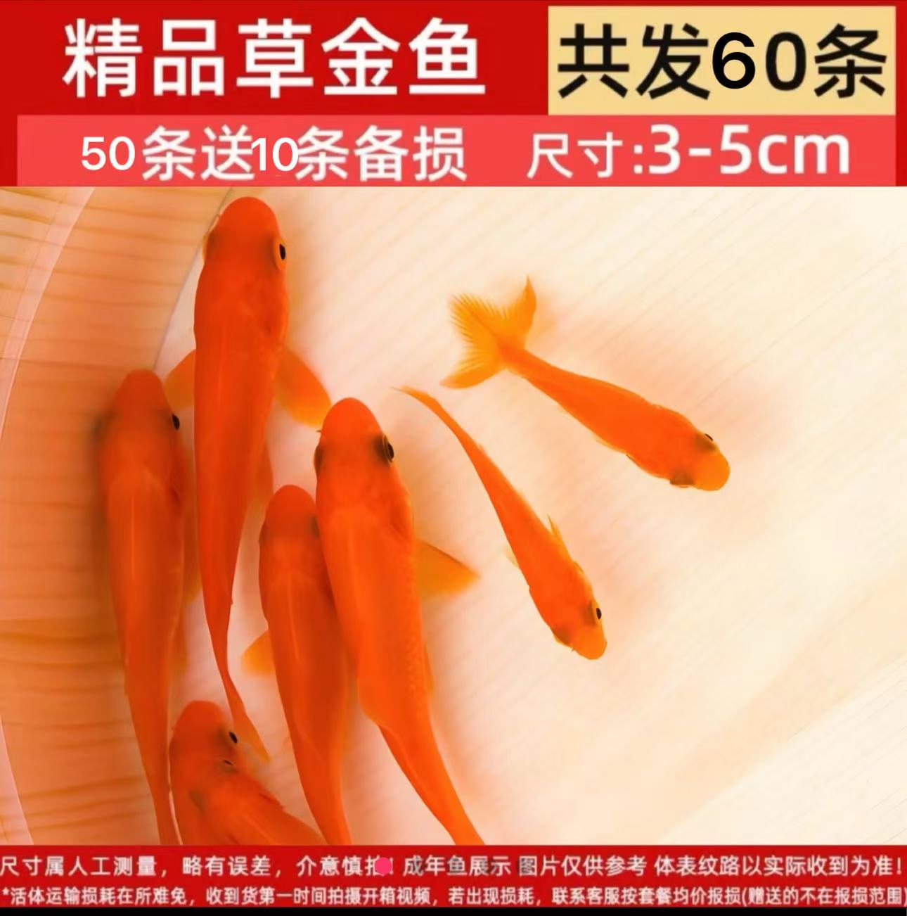 清塘60条3-5厘米宠物活鱼草金鱼观赏冷水鱼淡水鱼好养耐活闯缸鱼