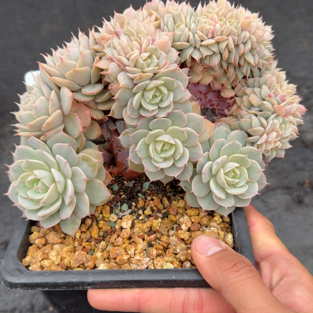 月***.一物一拍雪域兰巴黎胸花缀64