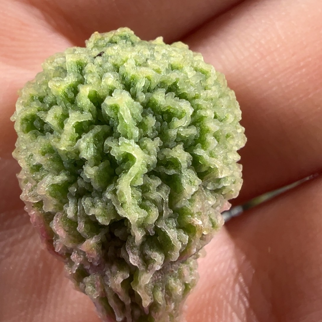 盲盒叶子冰感拉丝纹