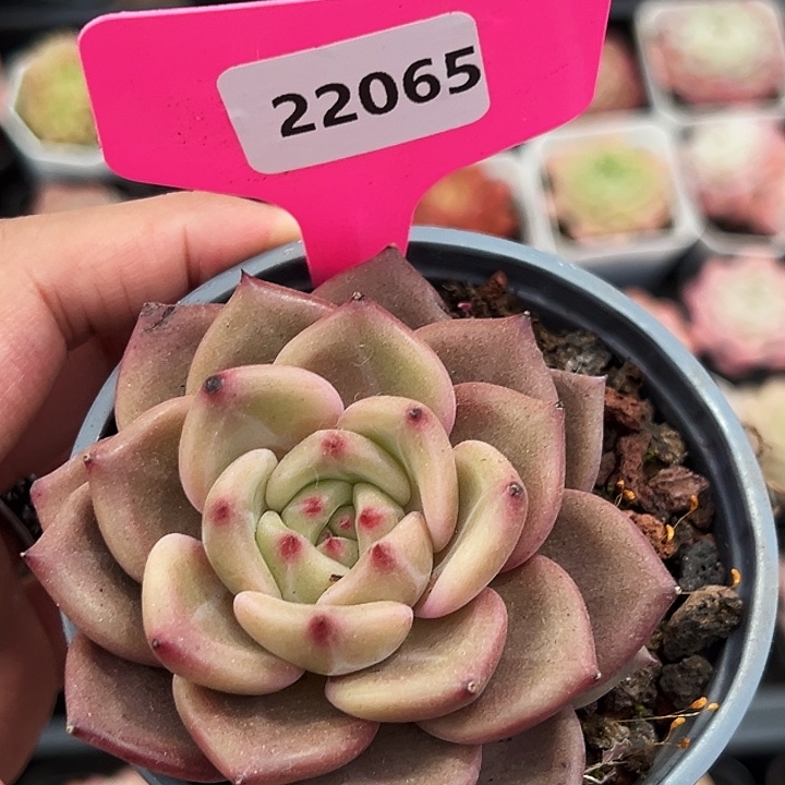 糖心。   22065号   