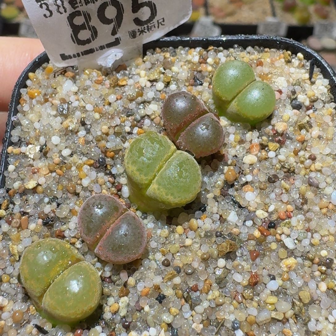 Sssss精品生石花895