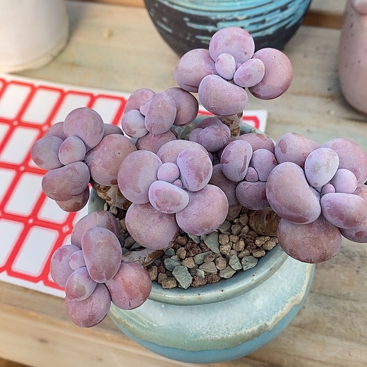 胭脂精品多肉88888