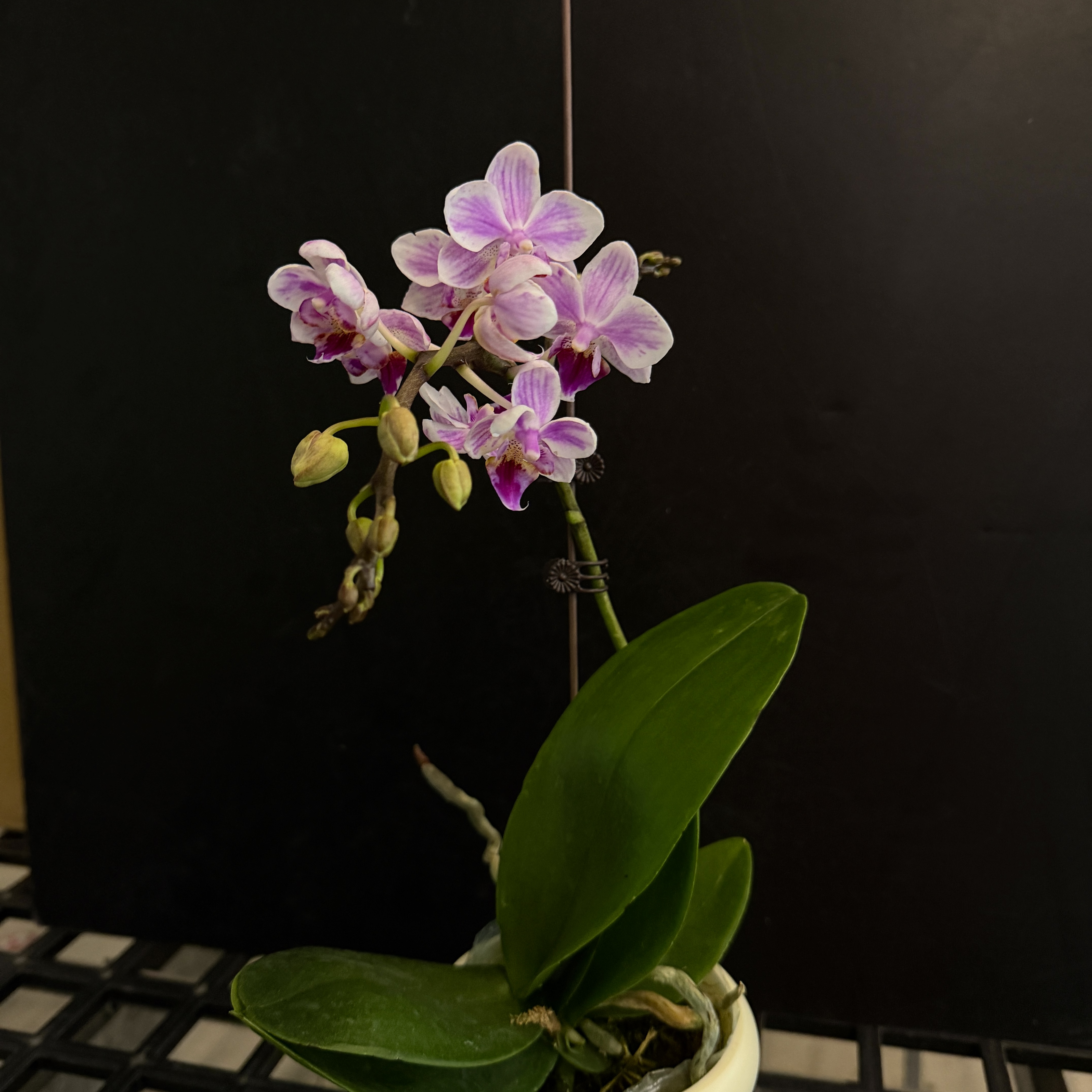 予兰花卉（香格里拉）带花带花苞3.0寸杯发货AA