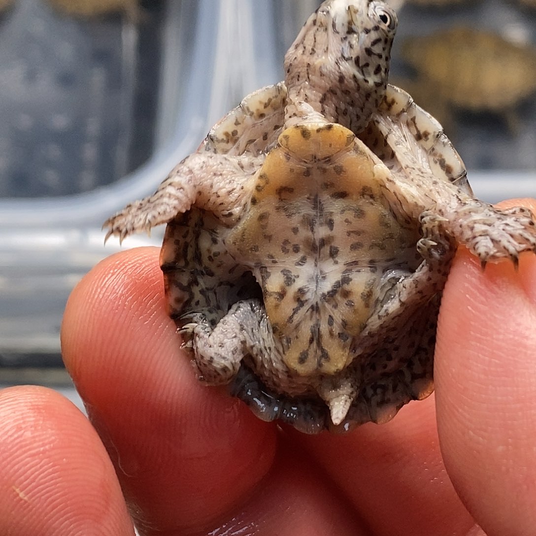 N***王绿毛龟母剃刀的时候我就想把