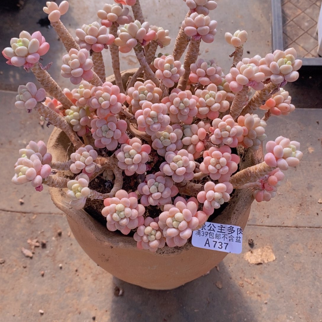 鱼子酱老桩13cm737多肉植物