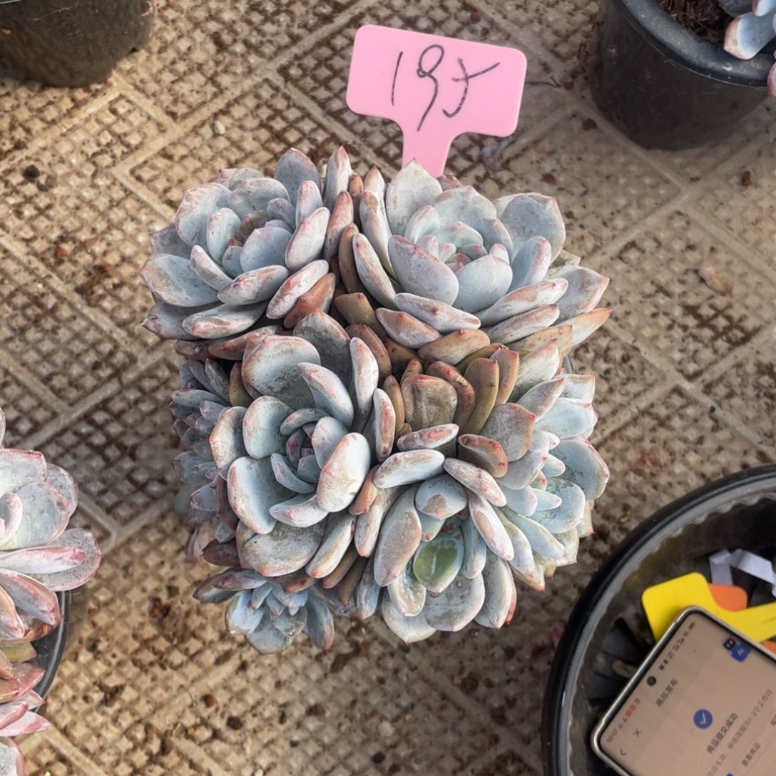 童***星影缀化群生195号