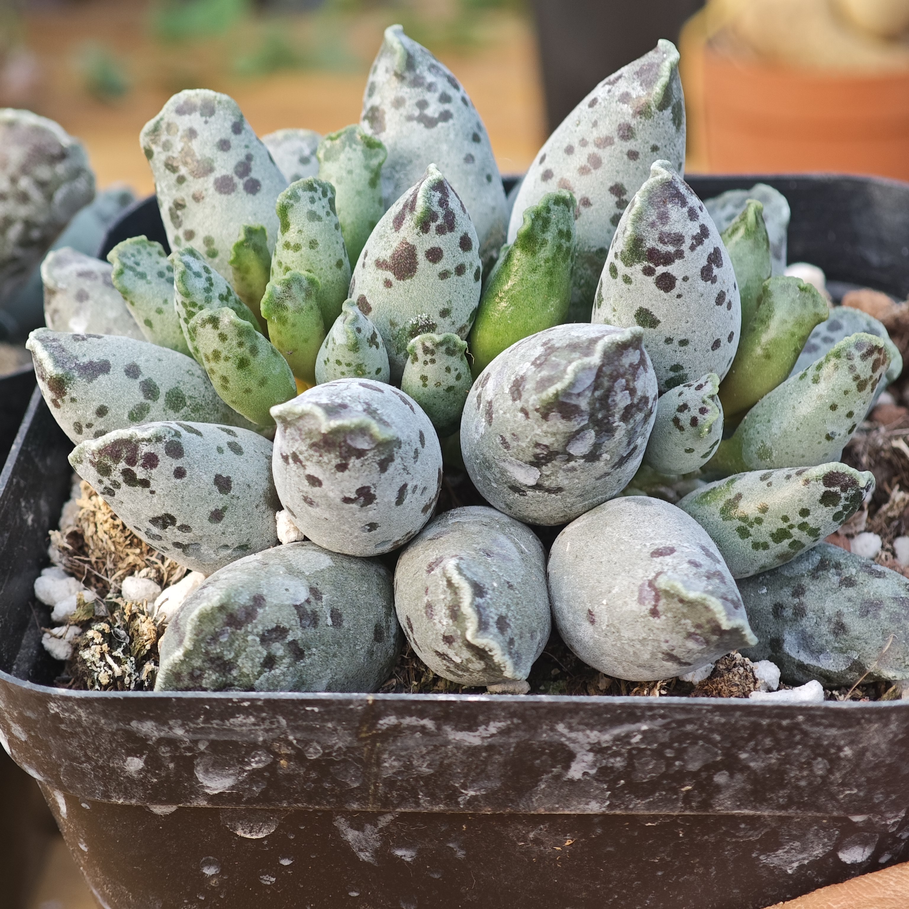 海豹紫海豹水泡多肉植物