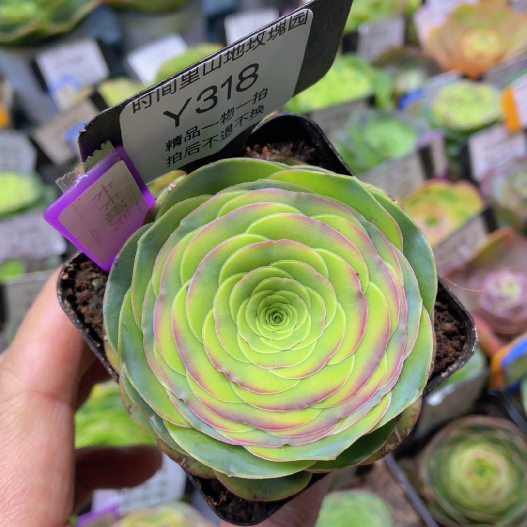 卡卡班克新年福利318一物一拍