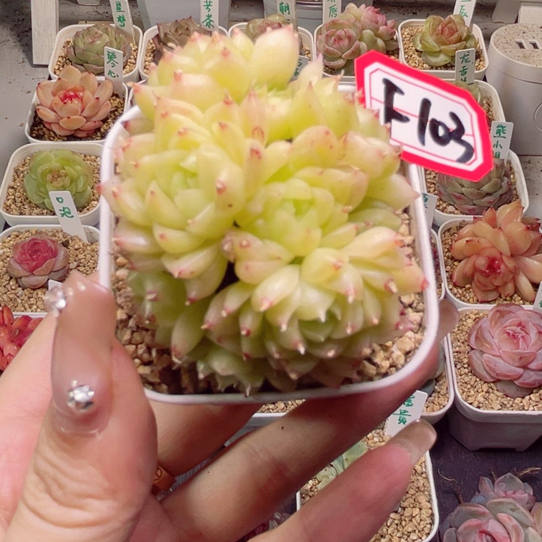 f103金色麦杆一物一拍