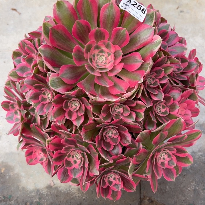 256粉女郎35厘米左右