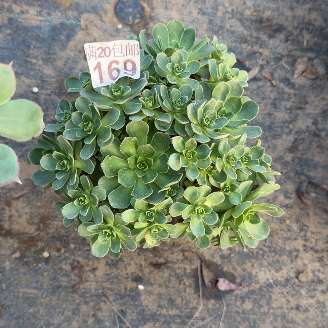 树玫瑰169满20包邮断枝不包