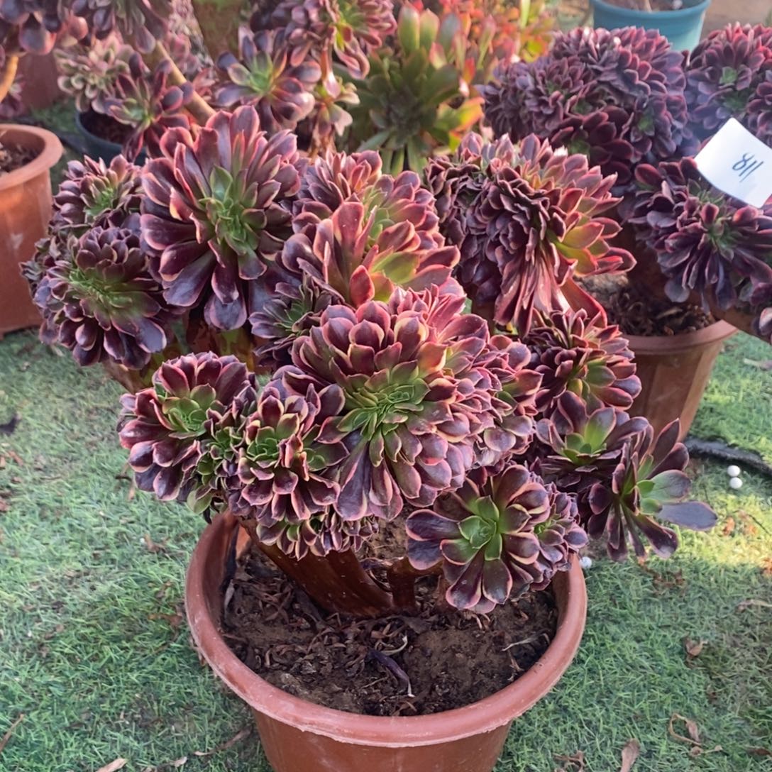 812号欧嘉莉缀化1颗