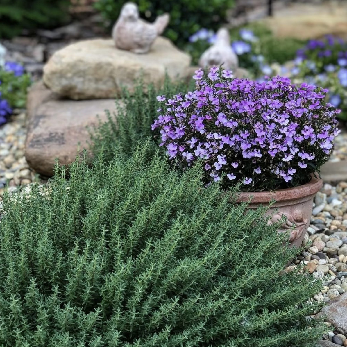 精致花园植物造景适合庭院花园净化空气美观