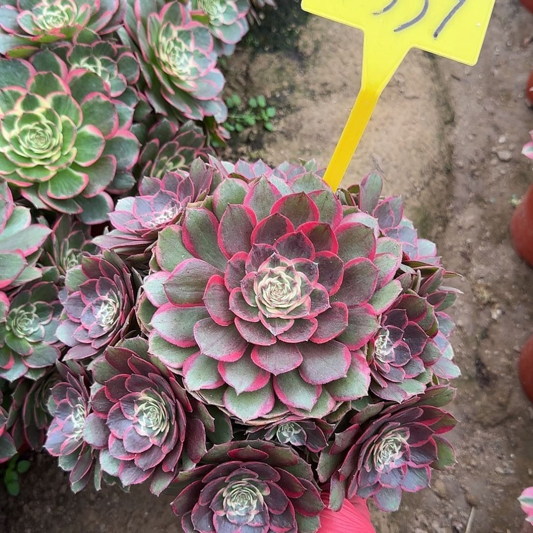 4339---粉花妖多头多肉