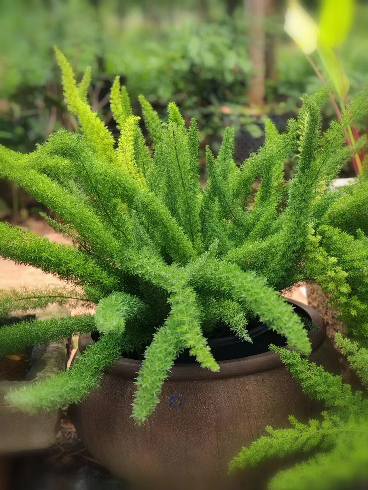 狐尾天门冬9加仑大盆绿植庭院植物高档花卉四季绿色盆栽