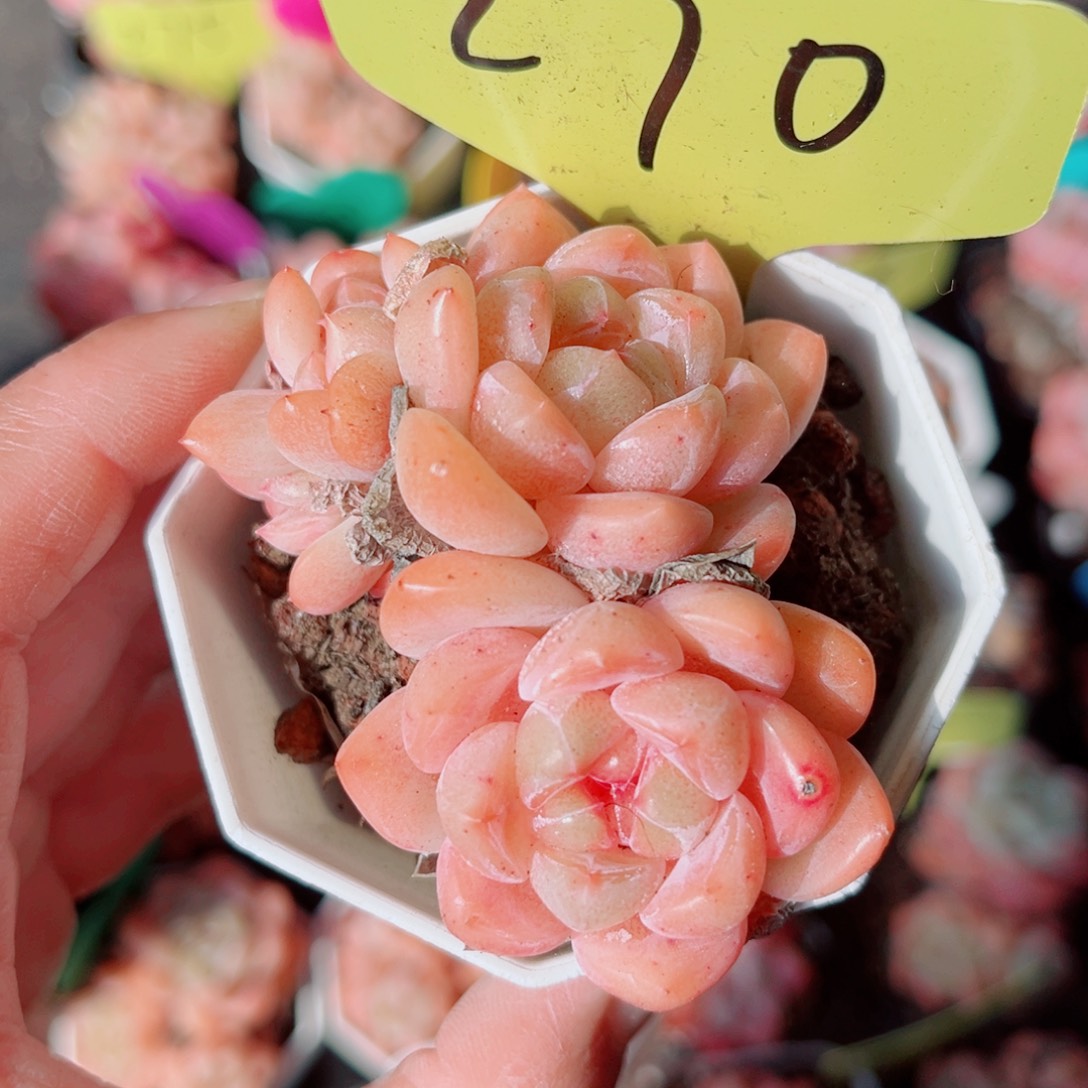 270号小老桩糖心群