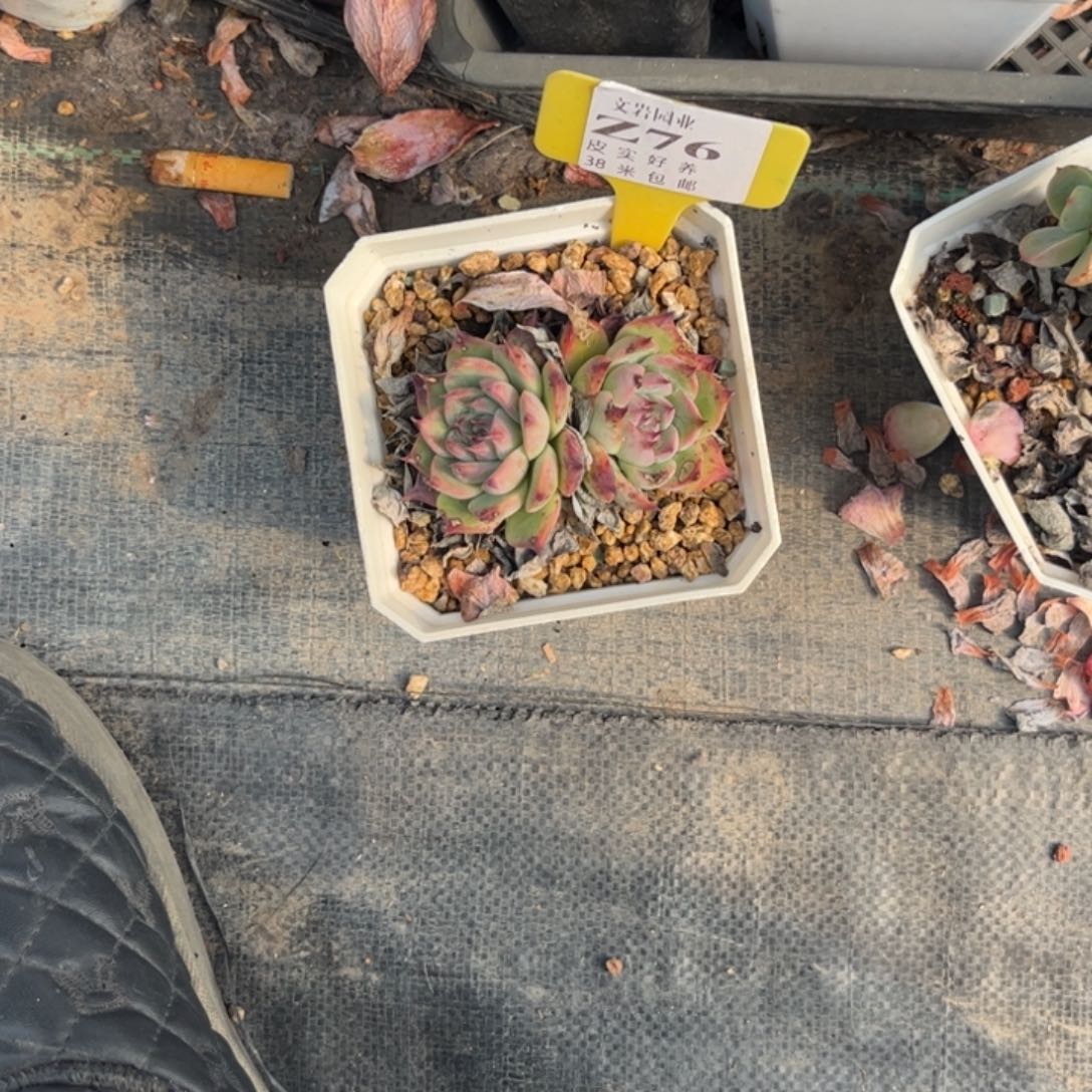 水****～多肉植物1111111