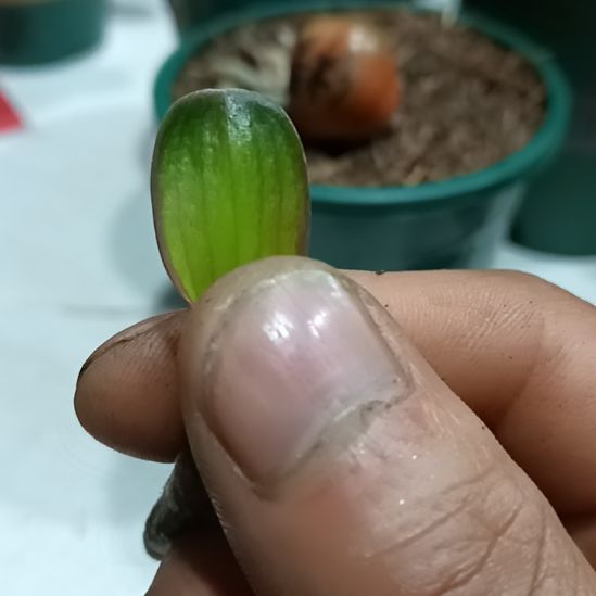 无花朵君子兰小苗君子兰小苗君子兰