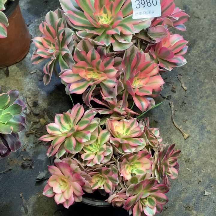 两盆多肉断头不包3980