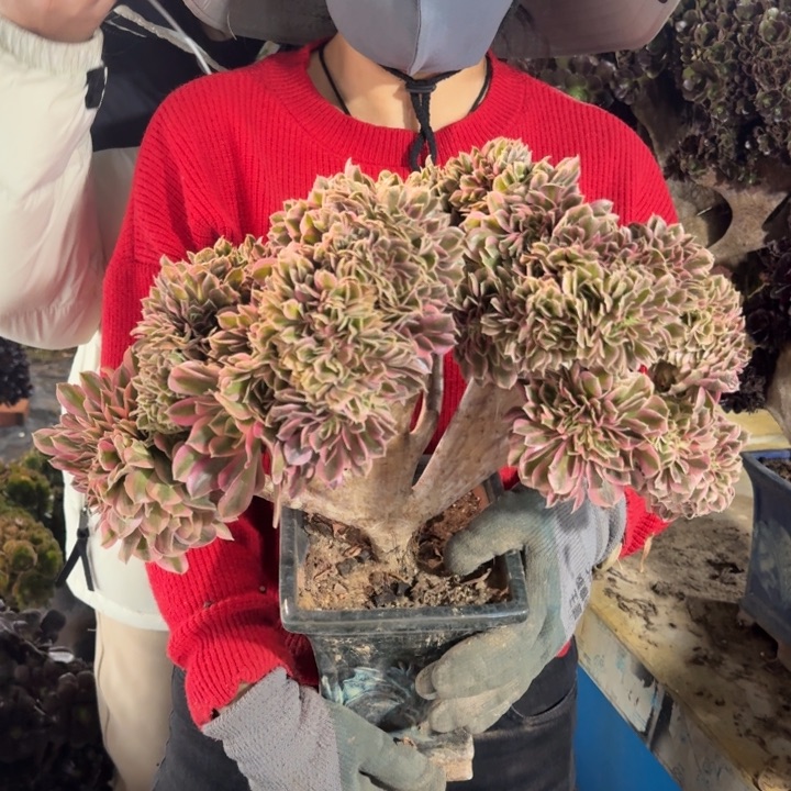 「****602女巫缀化老桩朵