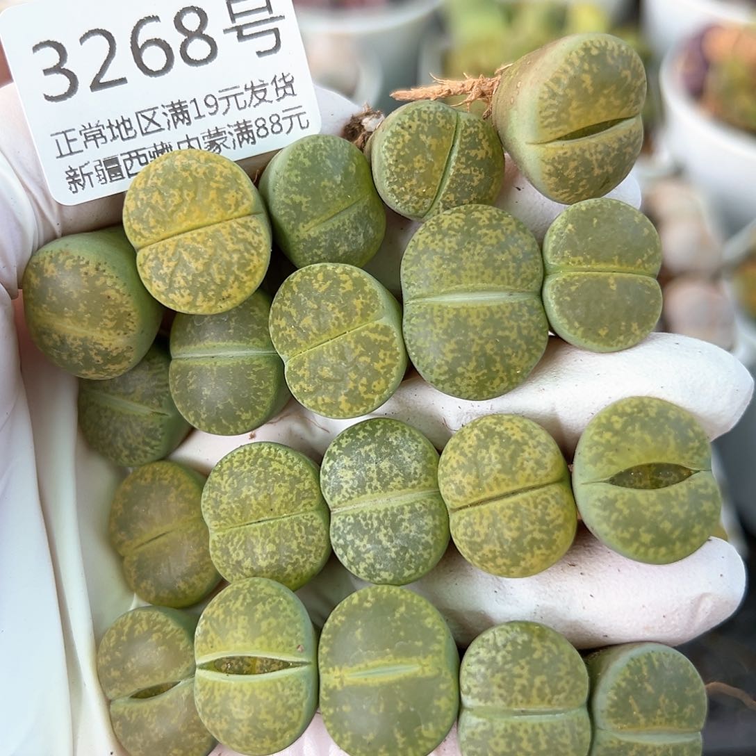 好养易活生石花大母本3268共20颗