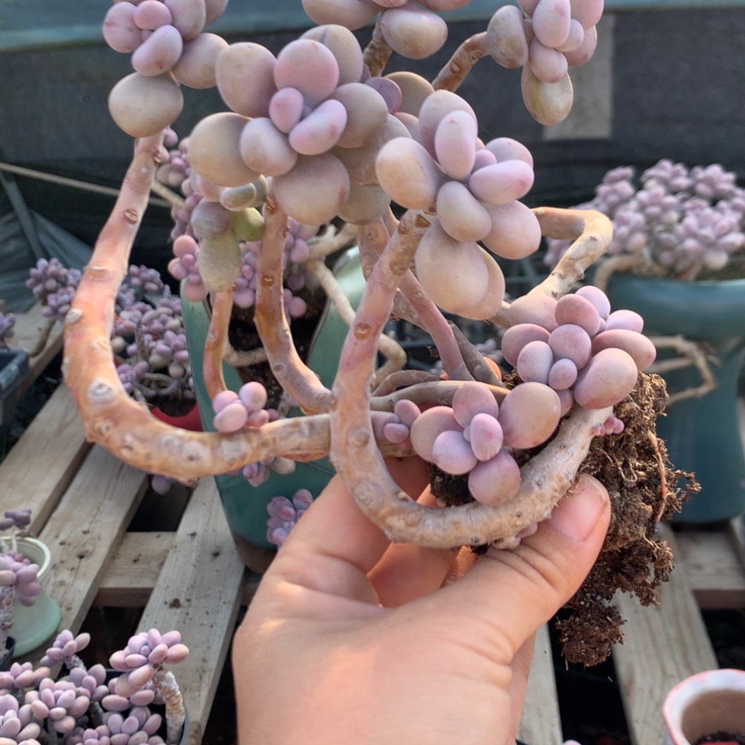 沧***夫桃蛋老桩不带盆103号