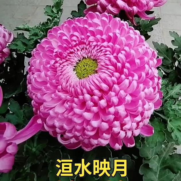 【 恒水映月】大花传统菊大花富贵菊花盆栽九月菊 开花漂亮耐寒