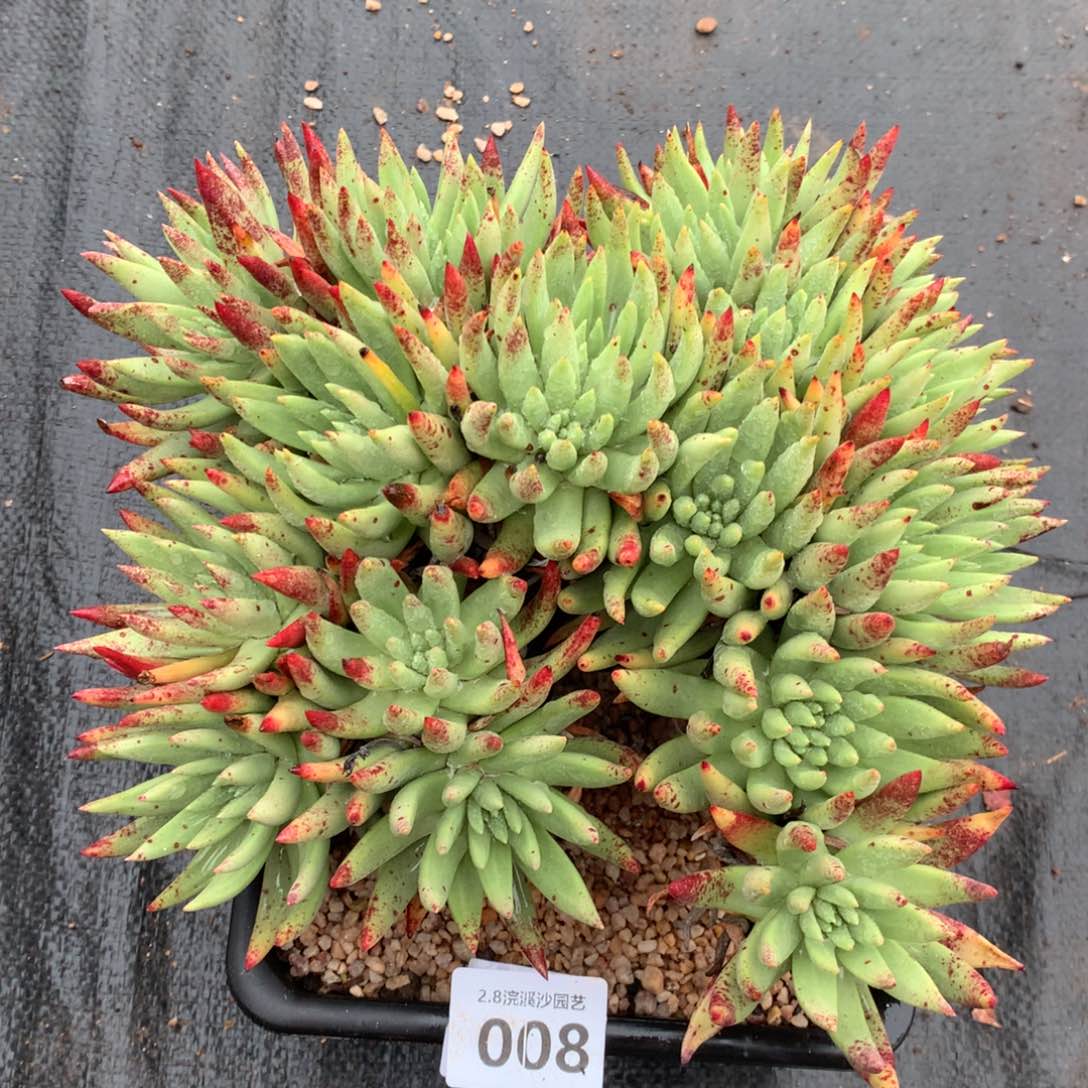 阿尔比芙洛亚008多肉植物