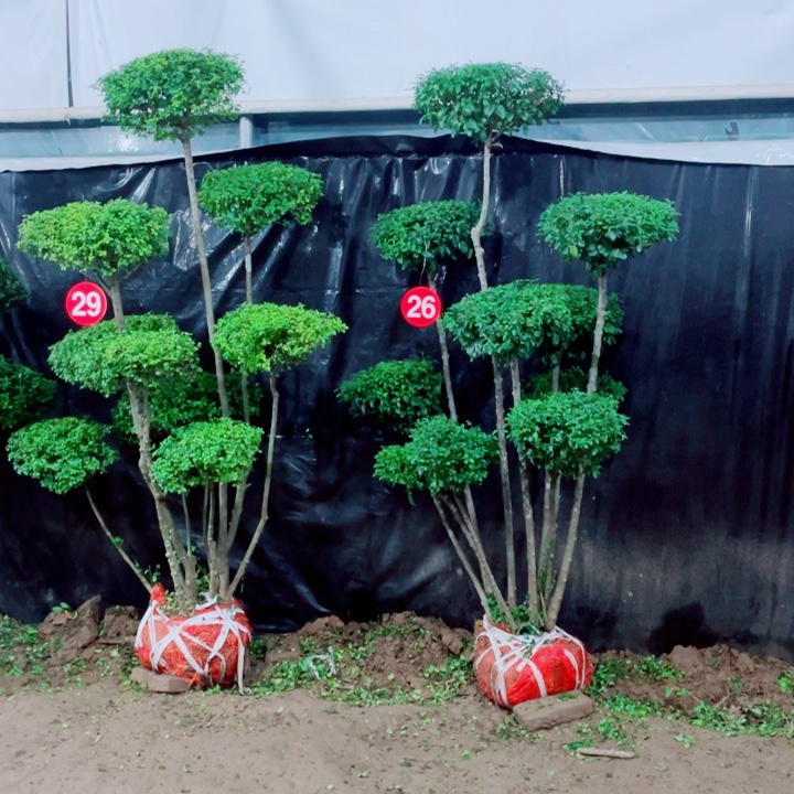 无花朵一物一拍一物一图