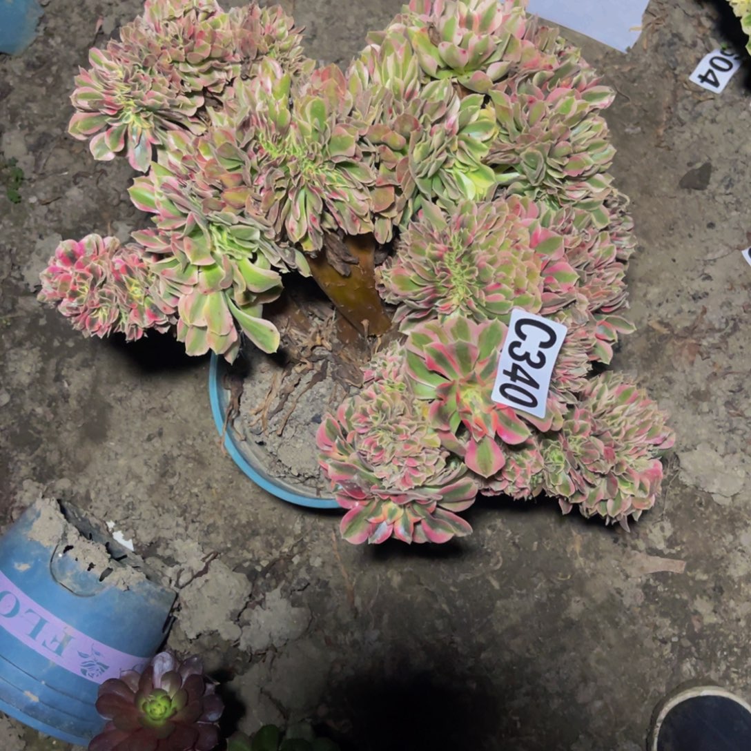 砍头发货26/-/44包邮