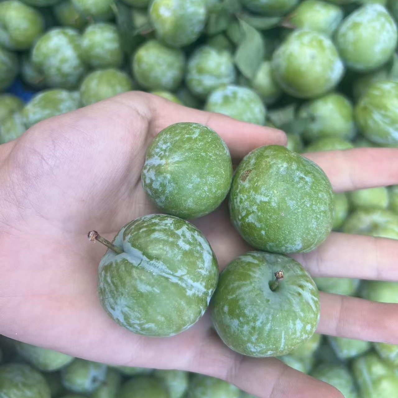 【真实惠】青脆李子云南应季水果酸甜可口