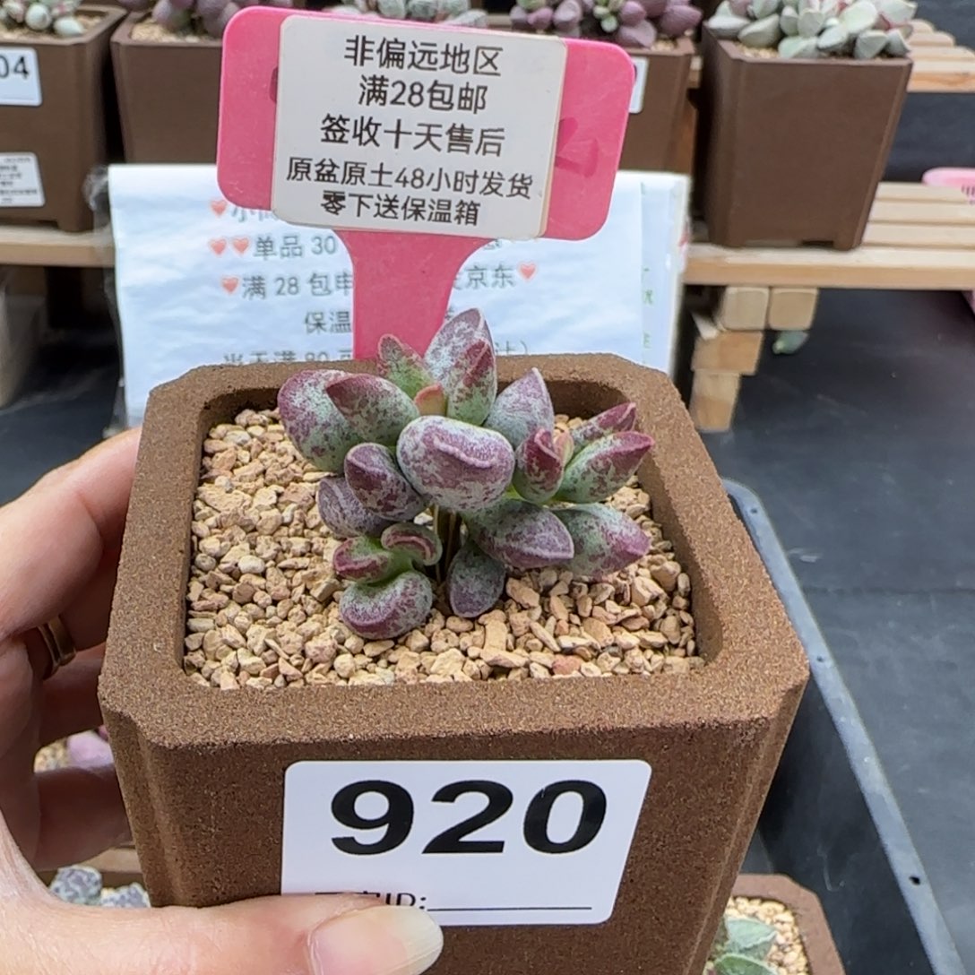 920艾薇多肉的植物