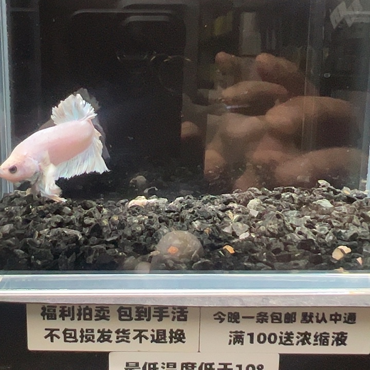 斗鱼跑单拉黑7日108