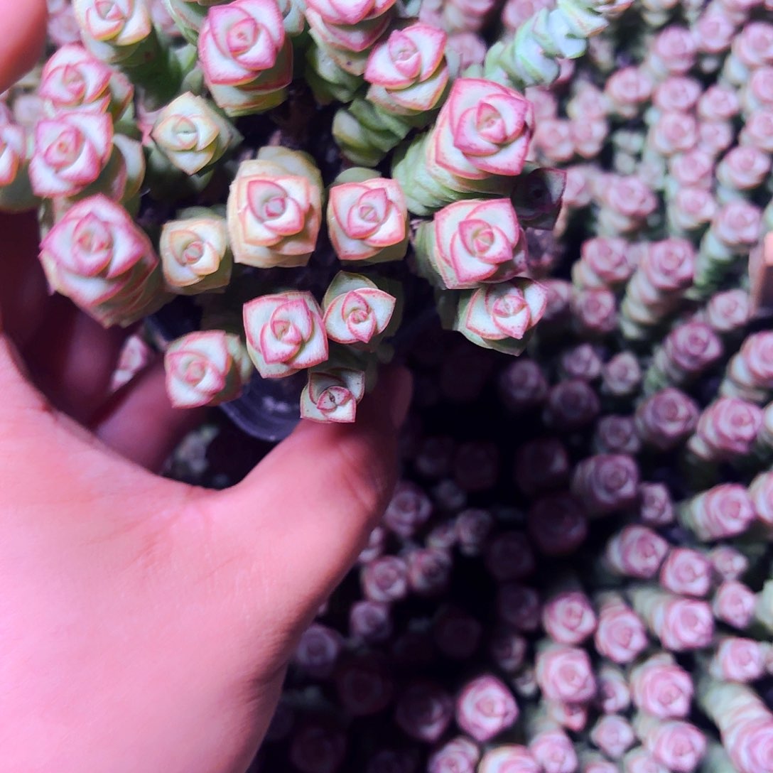 钱串一盆 满9.9包邮