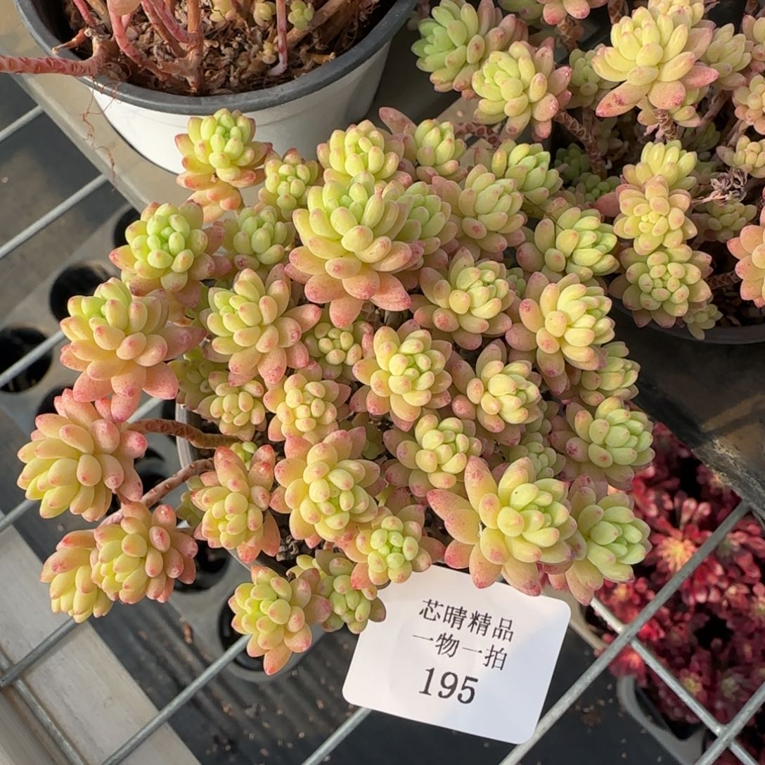 闪购精品多肉195号