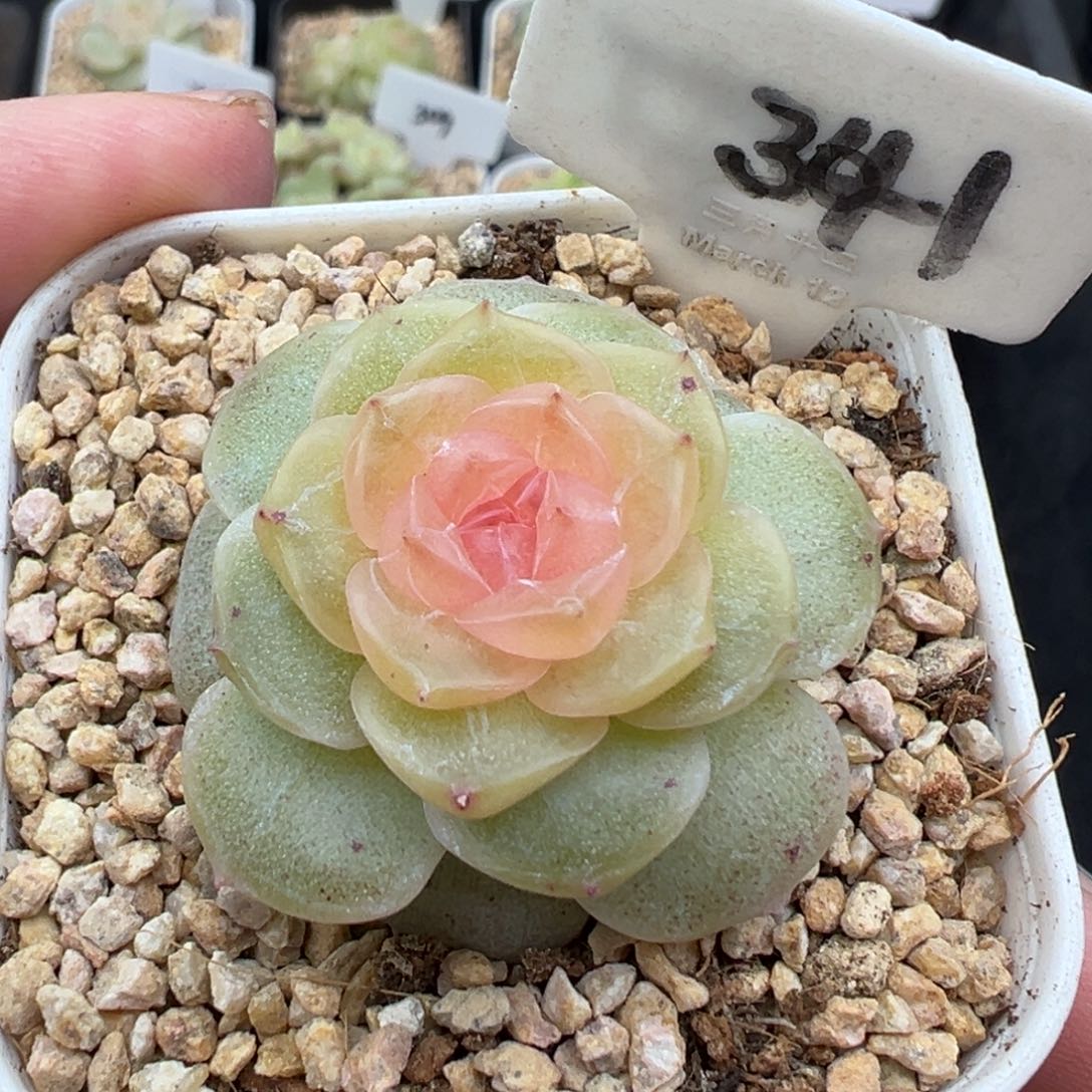 341号风花雪月系列仙音