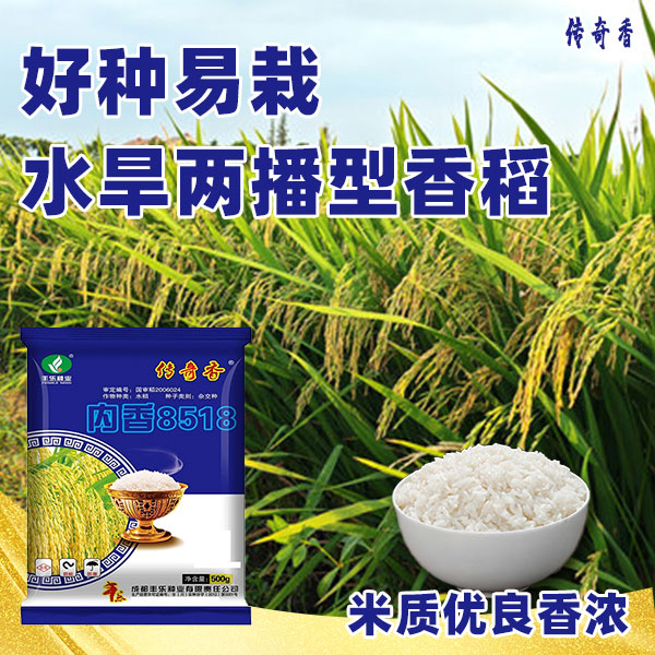 内香8518国审高产杂交米质优饭好吃抗病抗逆性强谷种大穗颗粒饱满