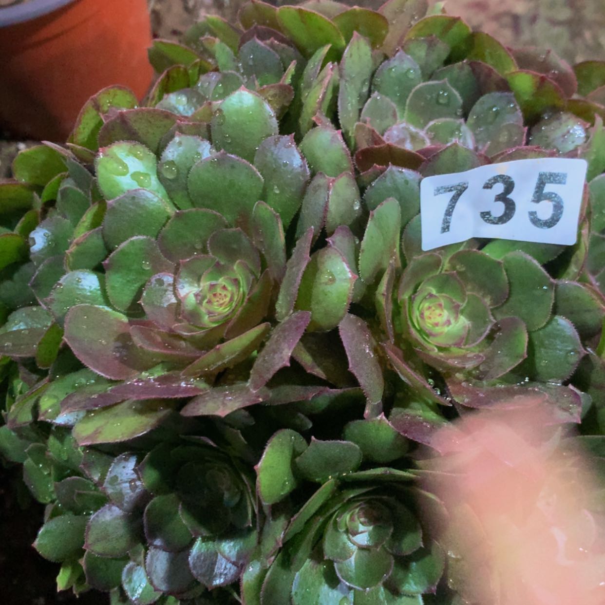 【闪购商品】735万多肉