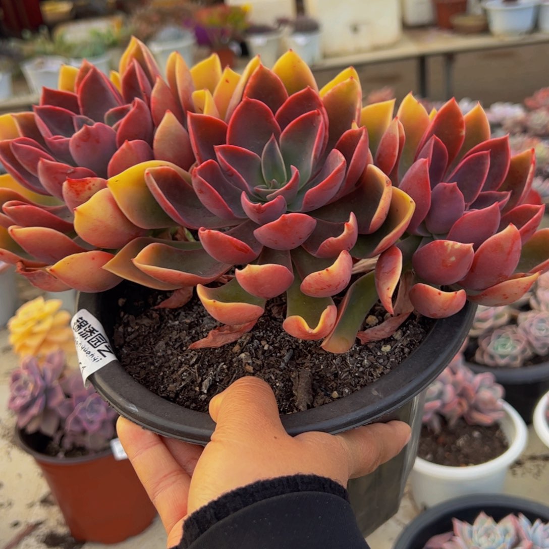 紫气东来三大头群生