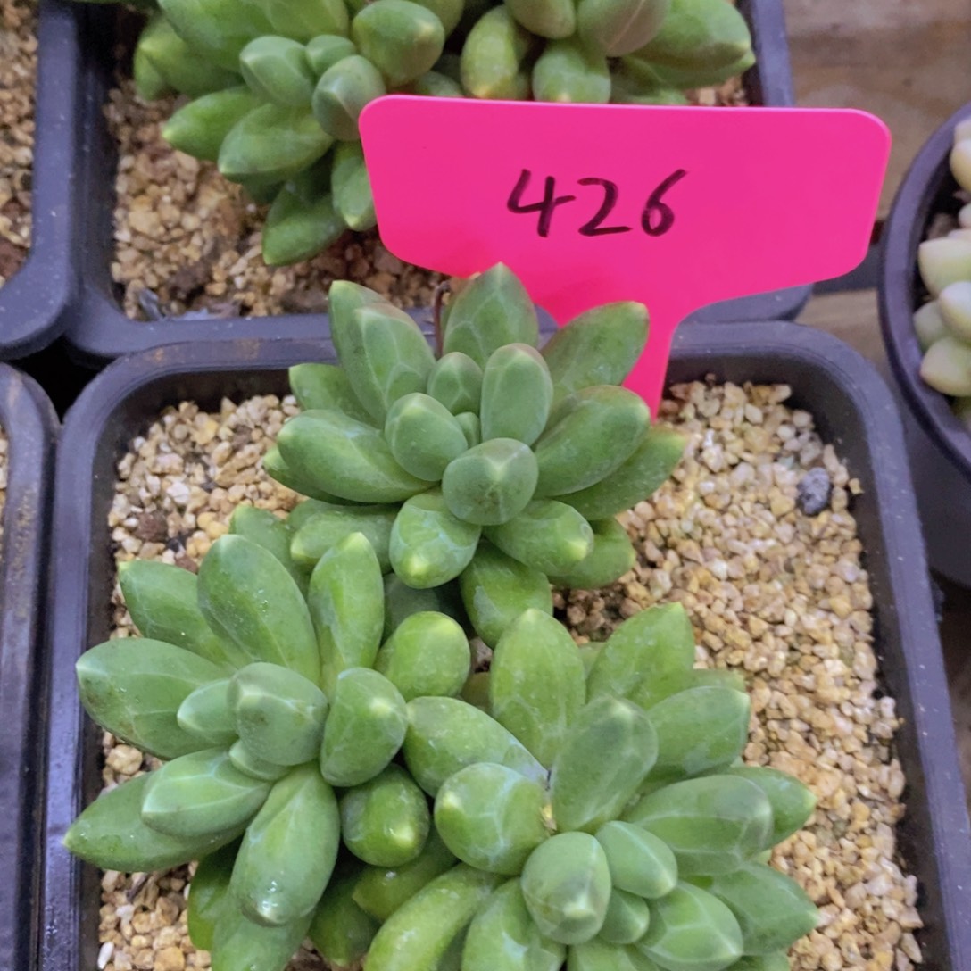 开心多肉每月专场，8月