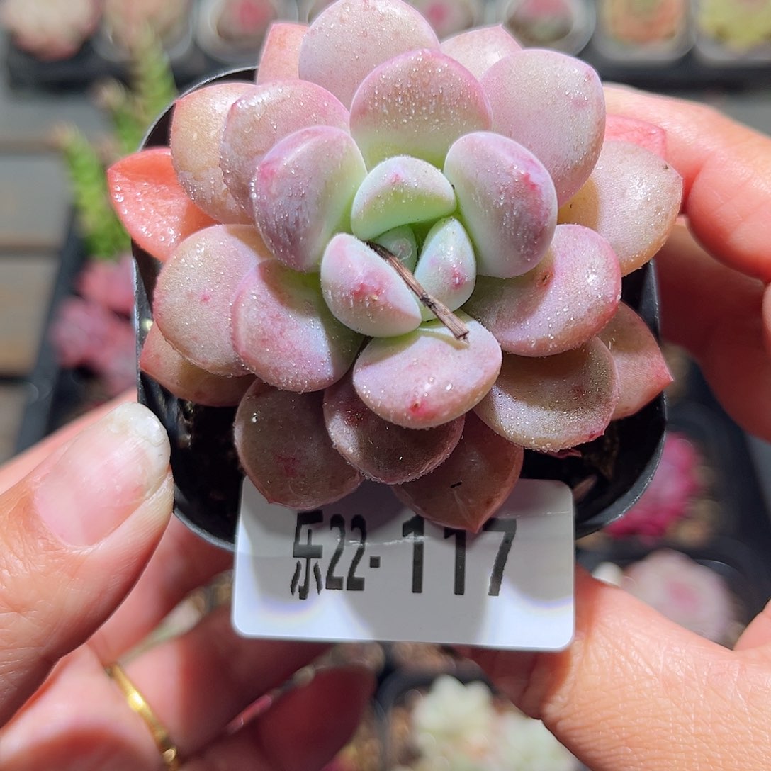 乐22-117白鹭单头