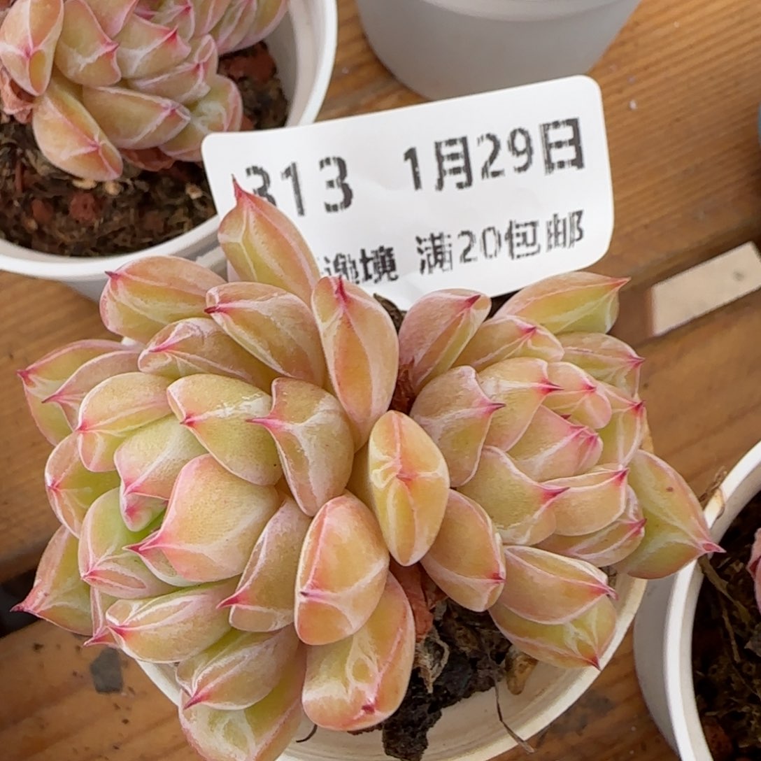 花语逸镜0129-313