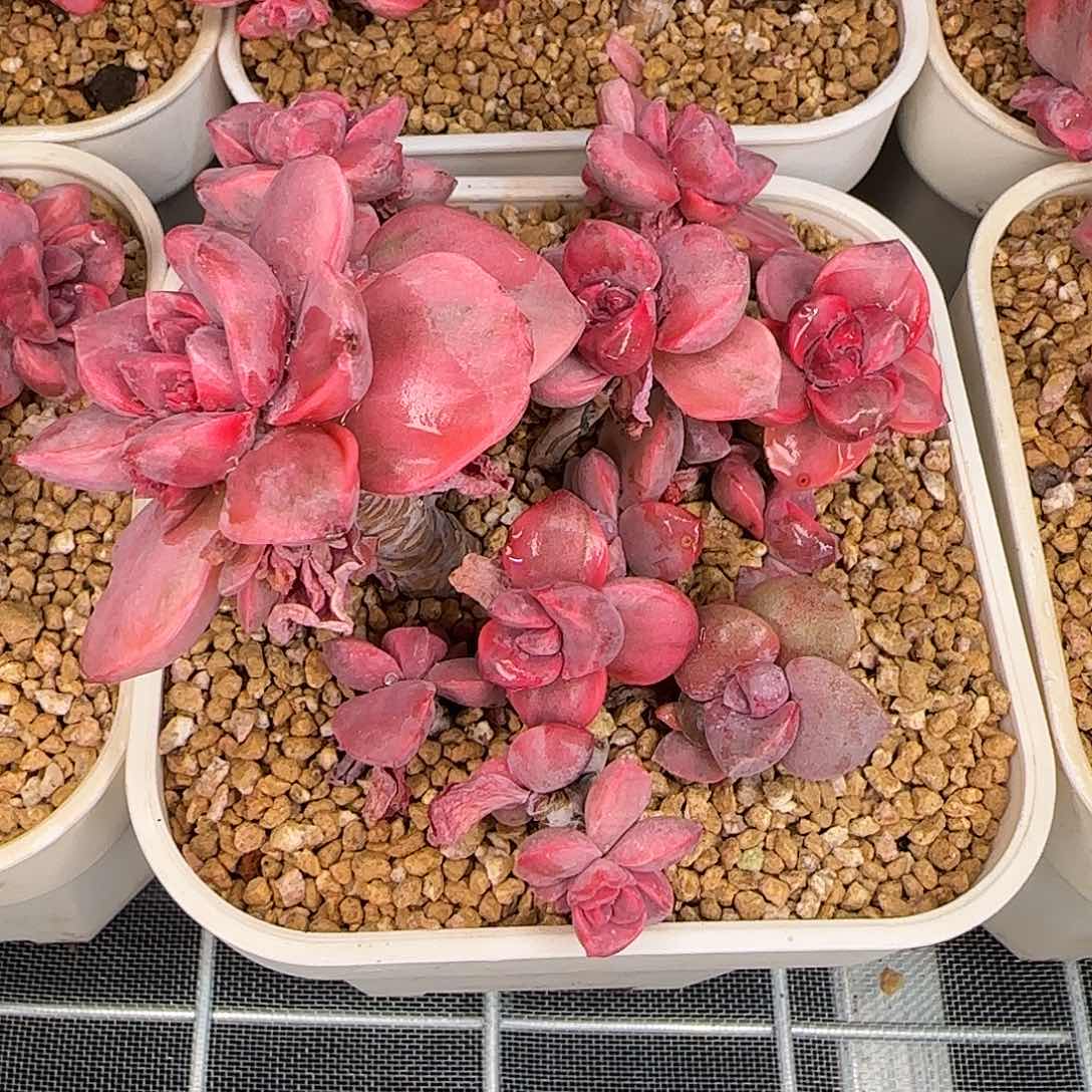 从前慢甄选多肉编号彩虹糖锦