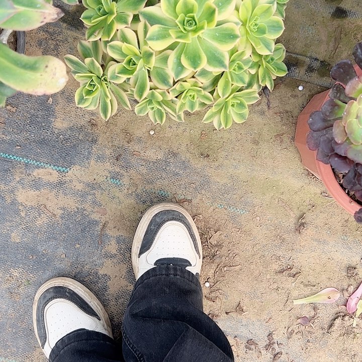 多肉法师植物链接星报