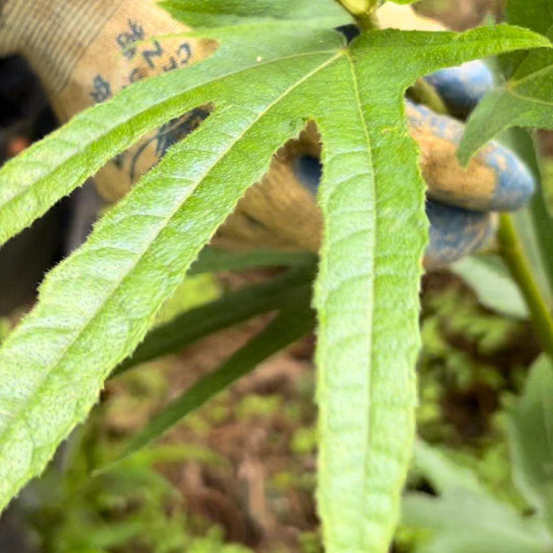 广西深山五指毛桃根茎（生）