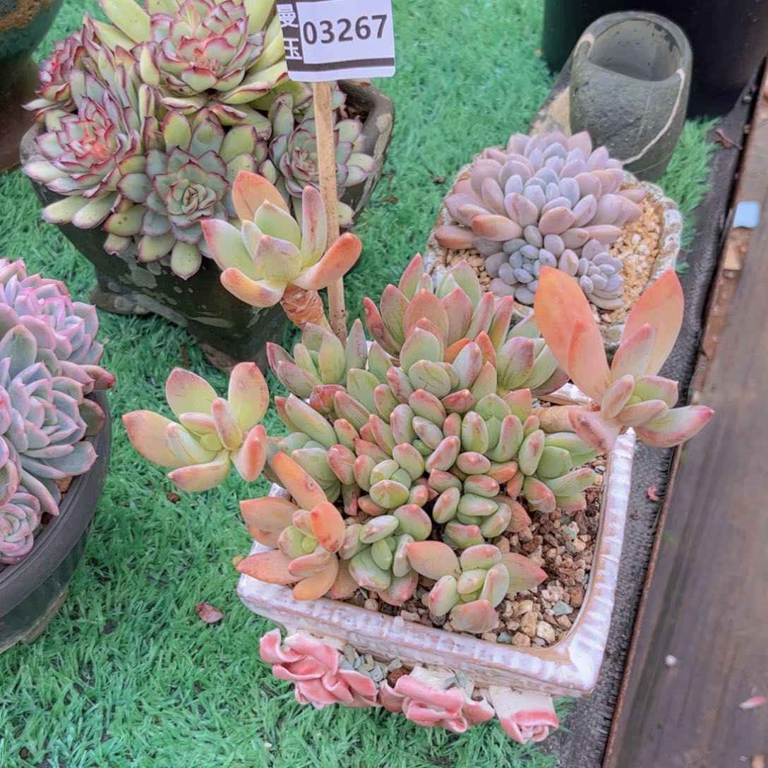 海洋之心多肉植物03267