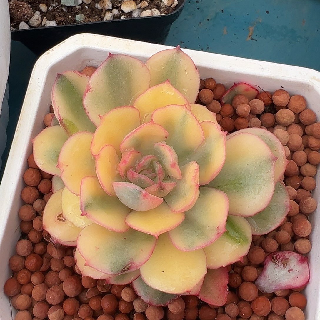 般若锦，覆轮锦外圈有全锦叶子福利价