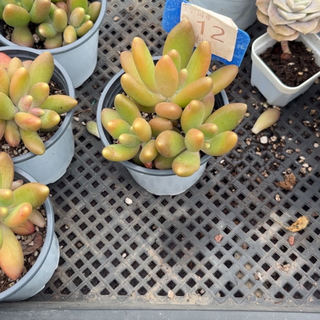 水****～多肉植物1111