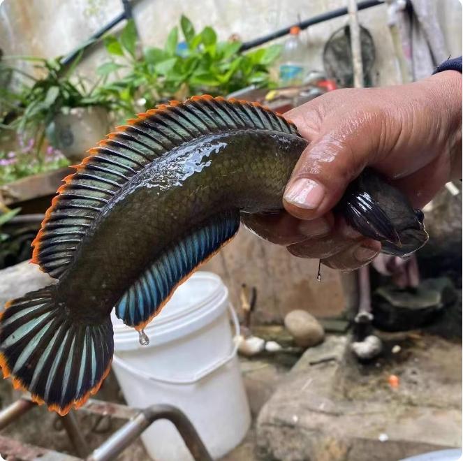 雷龙鱼冷水凶猛观赏淡水鱼