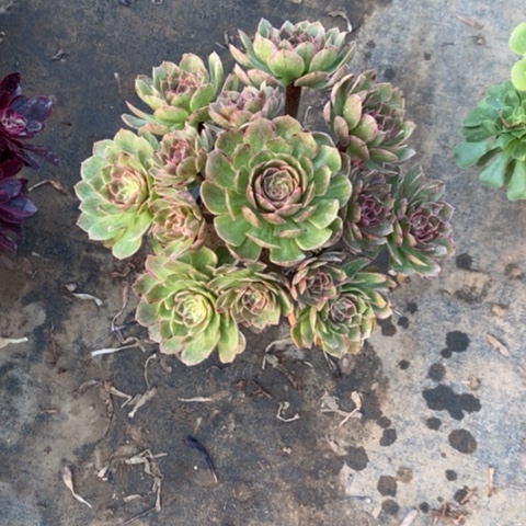 莲花座5多肉植物法师